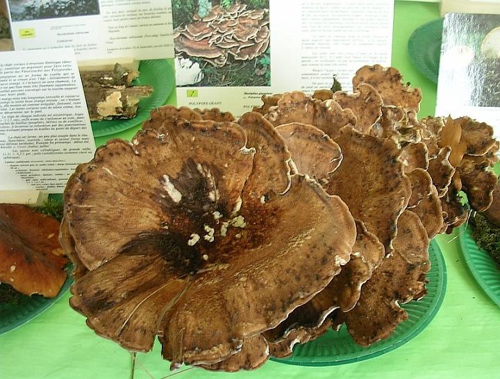 2008 10 Expo Bergerie Rambouillet 66